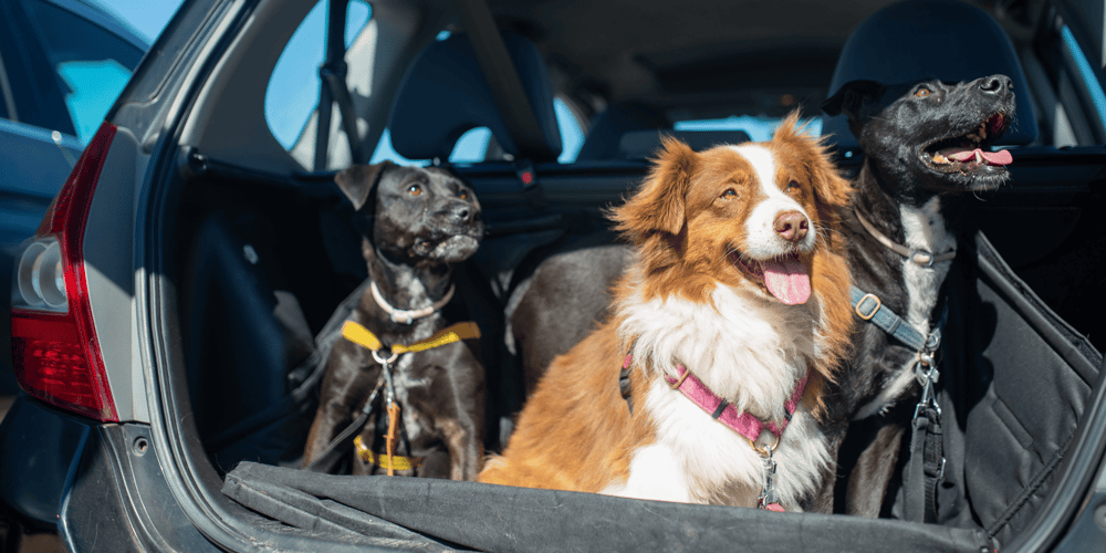 Stock Image of Dogs in the Trunk of a Car